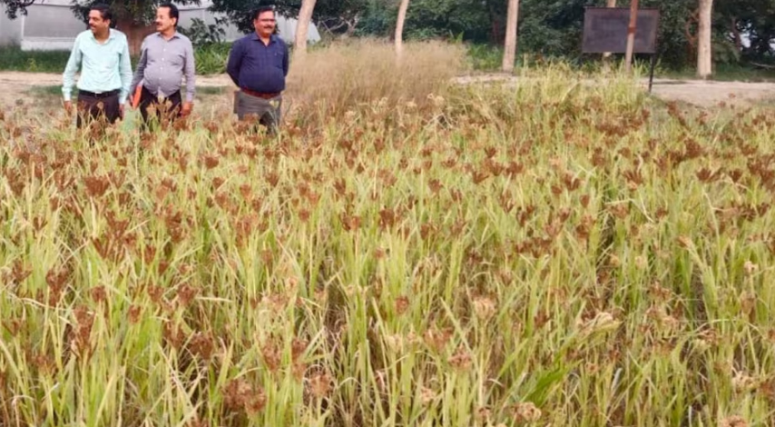 उत्तंराखंड: राशन कार्डधारकों के लिए अच्छी खबर, गेंहू-चावल के साथ अब मुफ्त मिलेगा ये अनाज